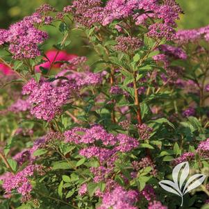 Spiraea bumalda 'BL0601' 