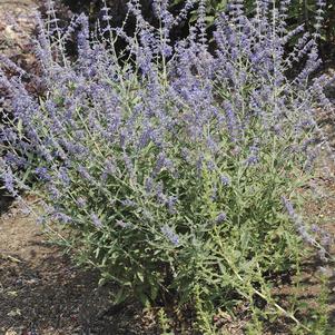 Perovskia atriplicifolia 'Crazy Blue' 