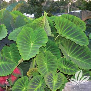 Colocasia 'Imperial Gigante' 