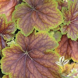 Heuchera 'Delta Dawn' 