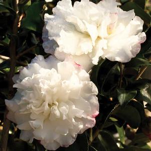 Camellia sasanqua 'Green 94-101' 