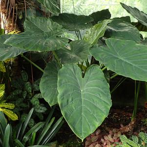 Alocasia wentii 