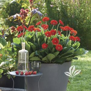 Gerbera 'Garswlove' 