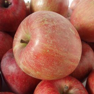 Malus domestica 'Fuji Apple' 