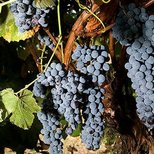 Vitis 'Venus' 