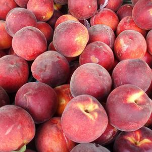 Prunus persica 'Sugar Giant' 