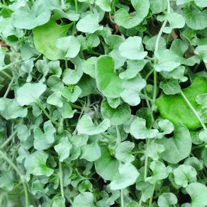 Dichondra argentea 