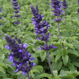 Salvia 'Balsalmispim' 