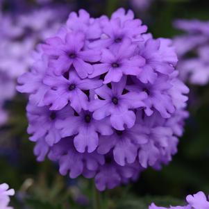 Verbena peruviana 'Balendluim' 