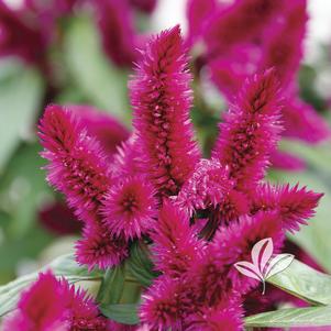 Celosia argentea 'Intenz Dark Purple' 