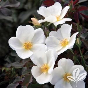 Rosa 'Radwhite' 