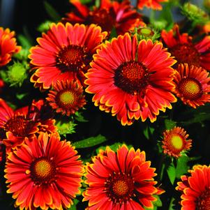 Gaillardia aristata 'Spintop Yellow Touch' 