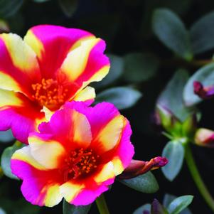 Portulaca oleracea 'LAZPRT1604' 