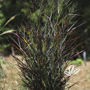 Panicum virgatum 'Hot Rod' 