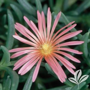 Delosperma 'Kelaidis' 