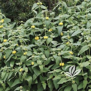 Phlomis fruticosa 