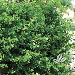 Euonymus kiautschovicus 'Manhattan' 