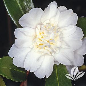 Camellia sasanqua 'Mine-No-Yuki' 