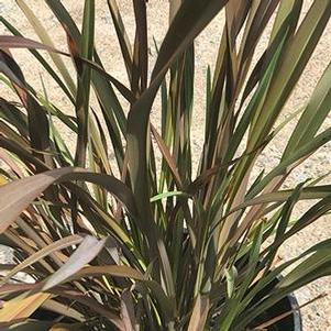 Phormium 'Black Beauty' 