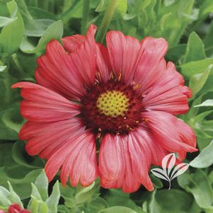 Gaillardia aristata 'Burgundy Improved' 