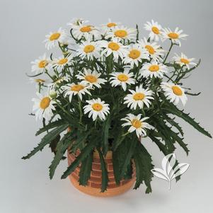 Leucanthemum x superbum 'Lucille White' 