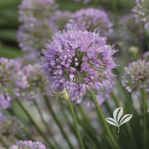 Allium 'Millenium' 