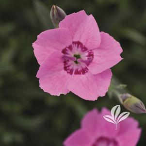 Dianthus 'KonD1010K2' 