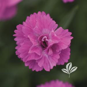 Dianthus 'KonD1014K3' 