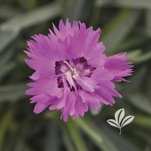 Dianthus 'KonD1039K1' 