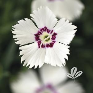 Dianthus 'KonD1060K1' 