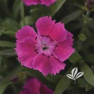 Dianthus 'KonD1044K2' 