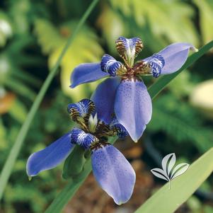 Neomarica caerulea 'Regina' 