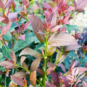 Viburnum odoratissimum 'Brant 01' 