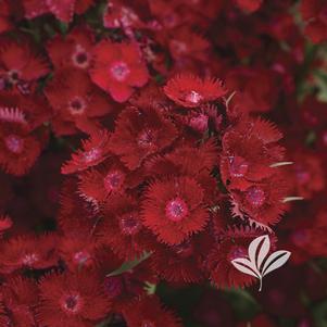 Dianthus x barbatus 'PAS1141436' 