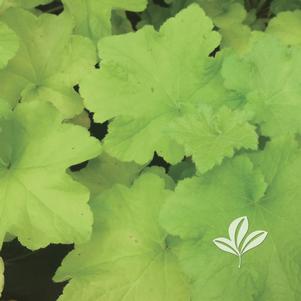 Heuchera 'Guacamole' 