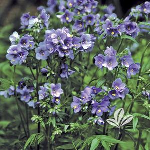 Polemonium yezoense 'Purple Rain' 