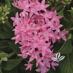 Pentas lanceolata 'PAS1096468' 