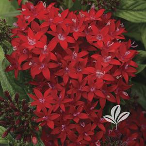 Pentas lanceolata 'PAS1231189' 