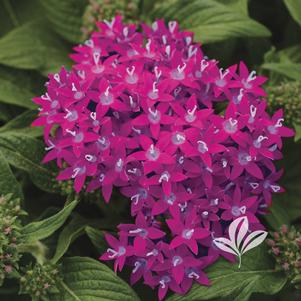 Pentas lanceolata 'PAS1096476' 