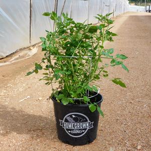 Lycopersicon esculentum 'Candyland Red' 