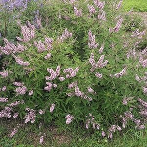 Vitex agnus-castus 'V07-SC-OP-4' 