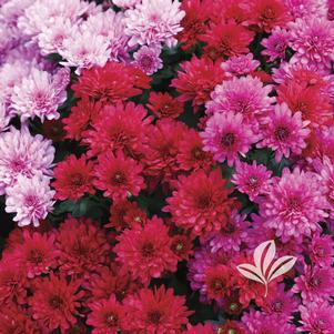 Chrysanthemum 'Wanda Red' 