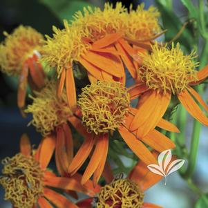 Senecio confusus 