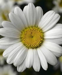 Leucanthemum x superbum 'Western Star Leo' 