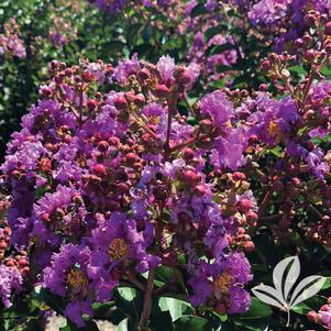 Lagerstroemia x 'Grebepur' 