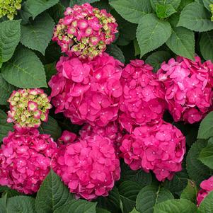 Hydrangea macrophylla 'Bailmacfive' 