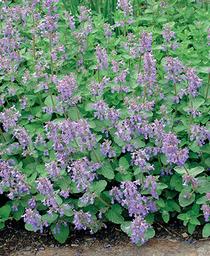 Nepeta racemosa 'Blue Wonder' 