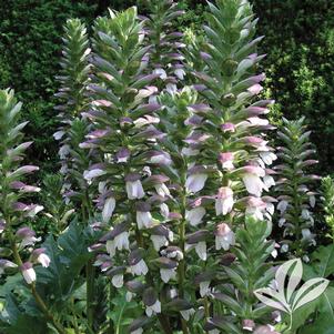 Acanthus 'Summer Beauty' 