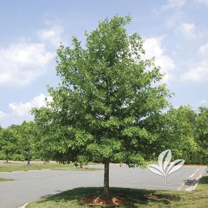Quercus lyrata 