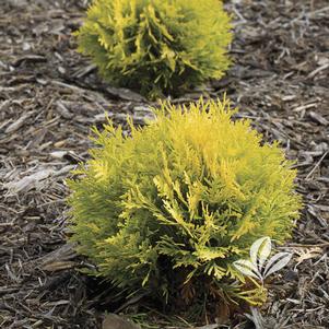 Thuja occidentalis 'Anna van Vloten' 